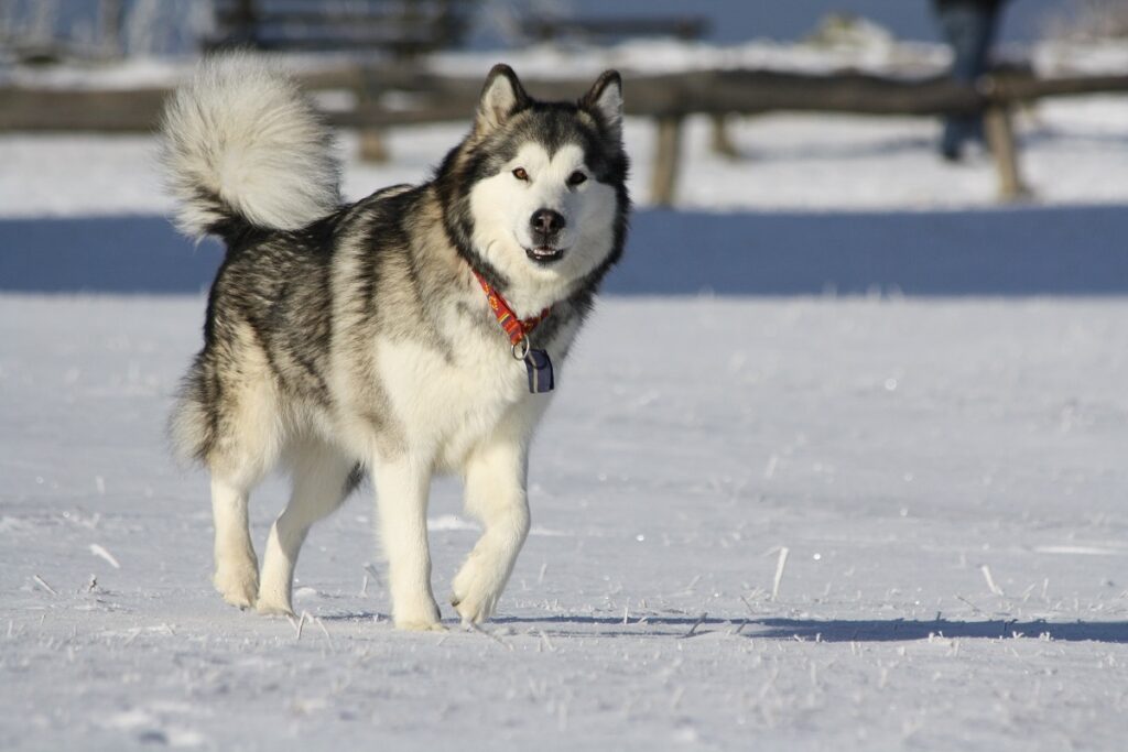 meilleures races de chiens de garde
