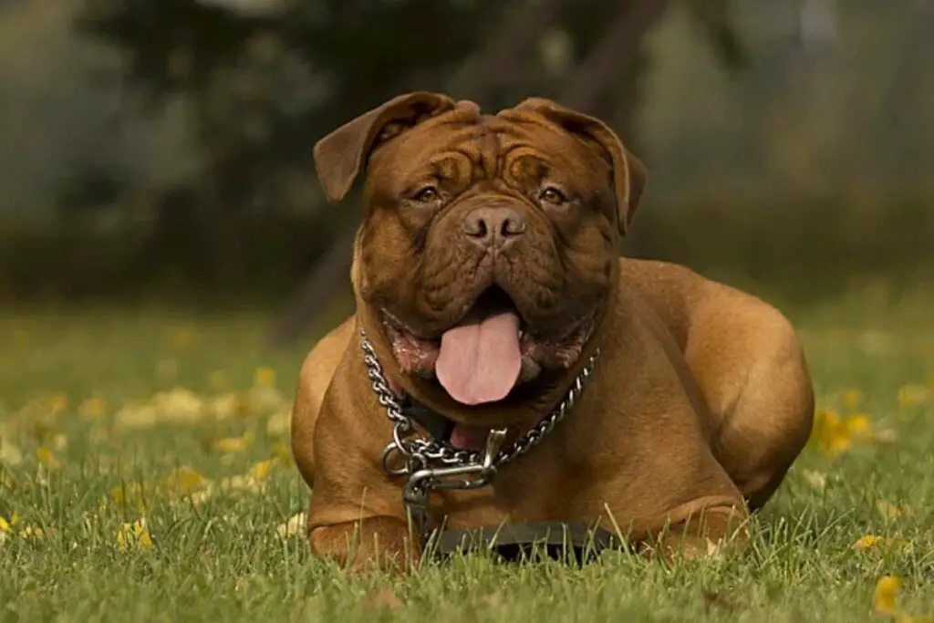 gros chiens d'attaque
