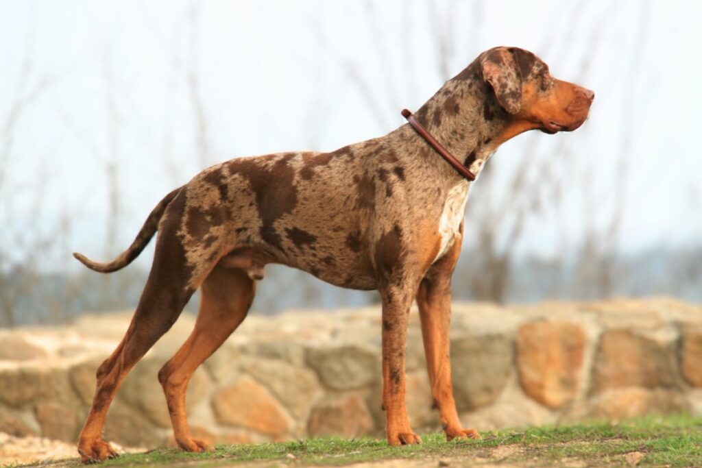 gros chien à queue courte
