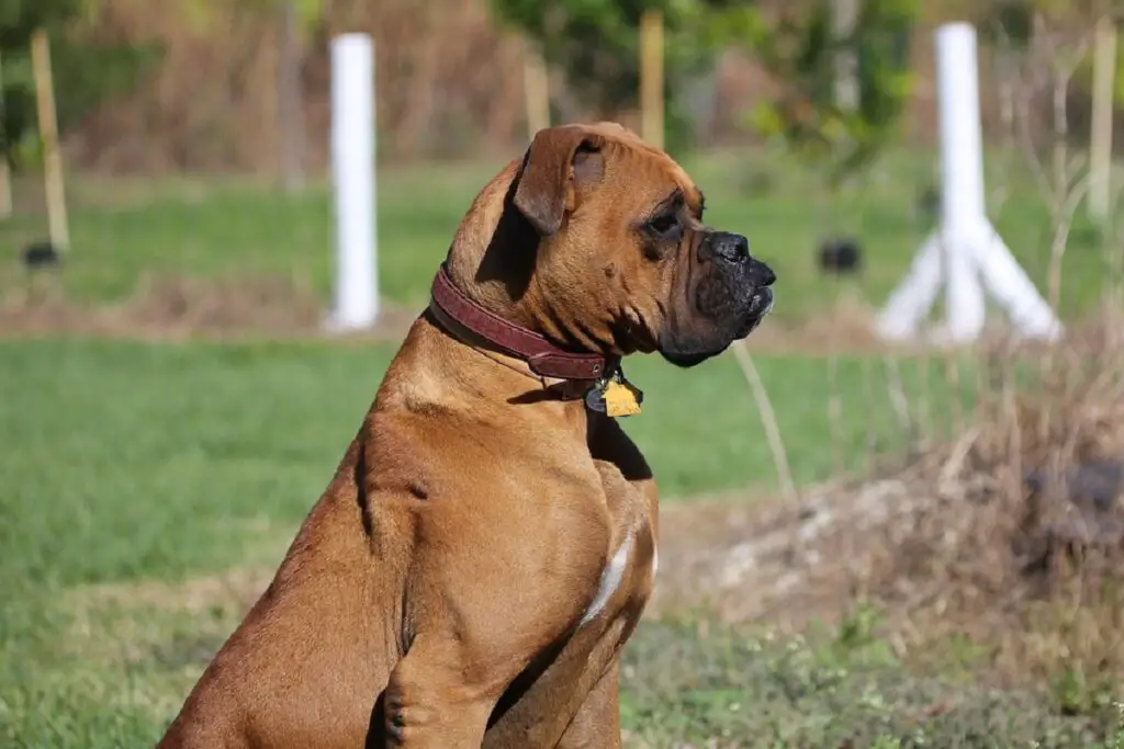 le plus gros chien de garde du monde
