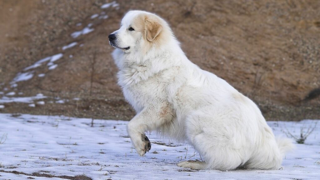 races de chiens audacieuses
