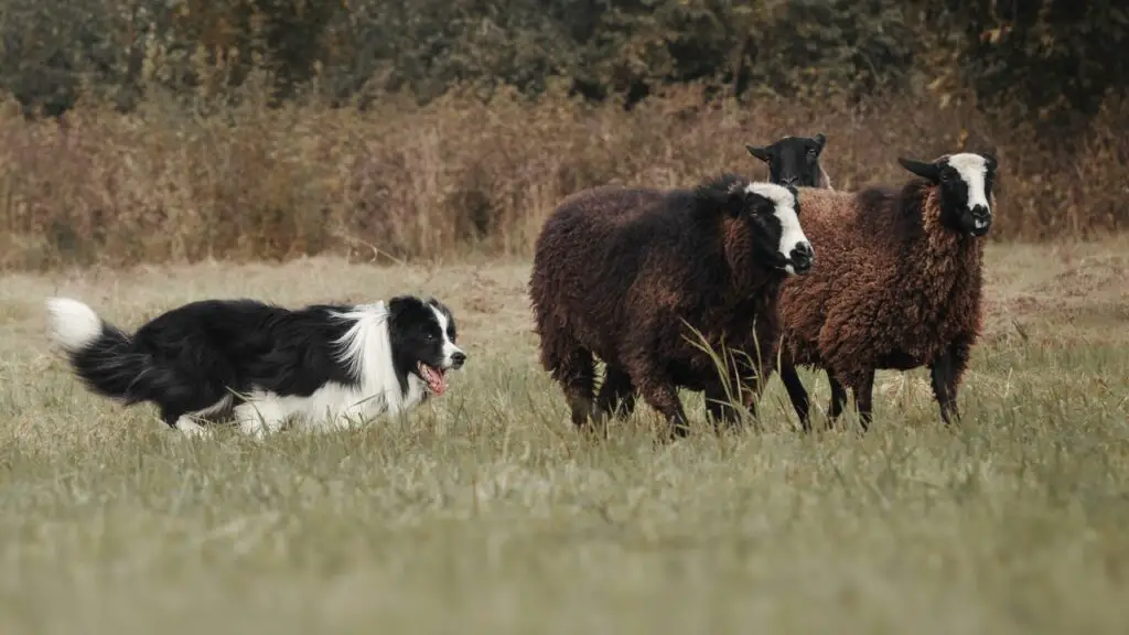 sont des chiens de garde border collie