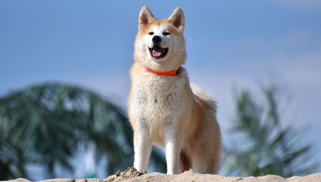 races de chiens courageuses
