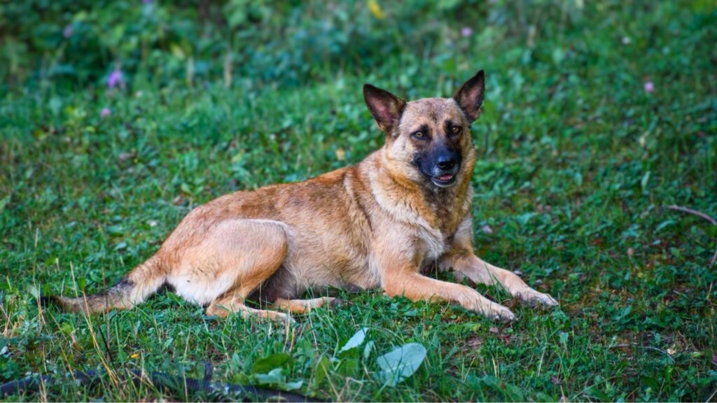 races de chiens les plus courageuses
