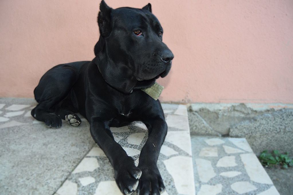 problèmes de santé du cane corso