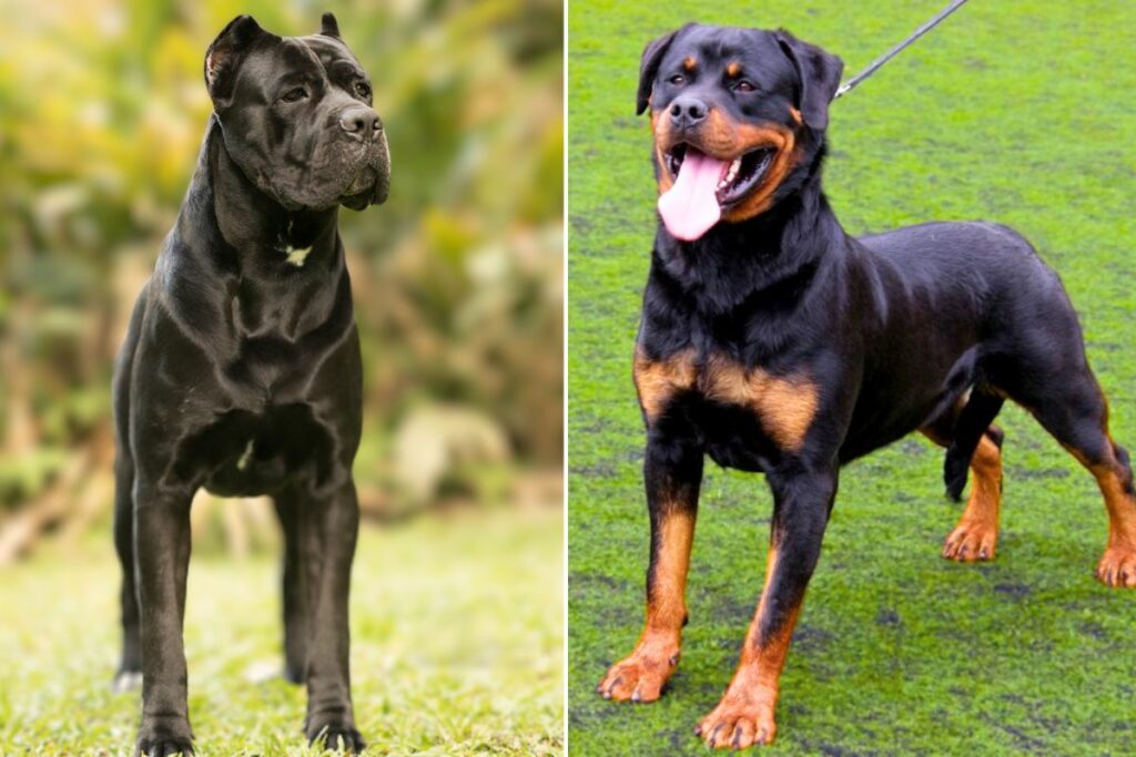 canne corso et rottweiler
