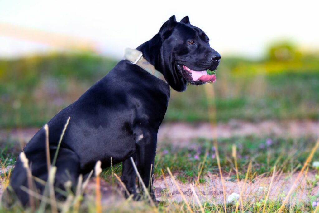 cane corso facile à entraîner