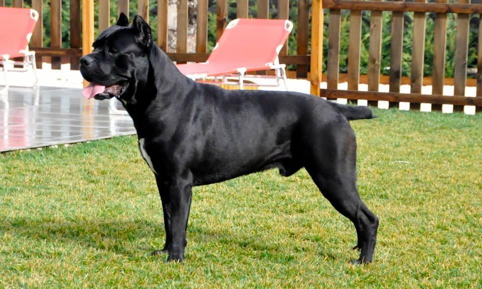 chien de garde cane corso
