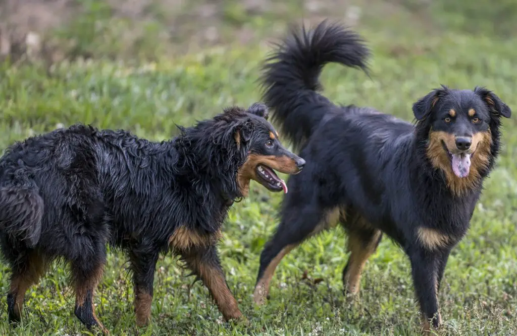 chien de berger colley
