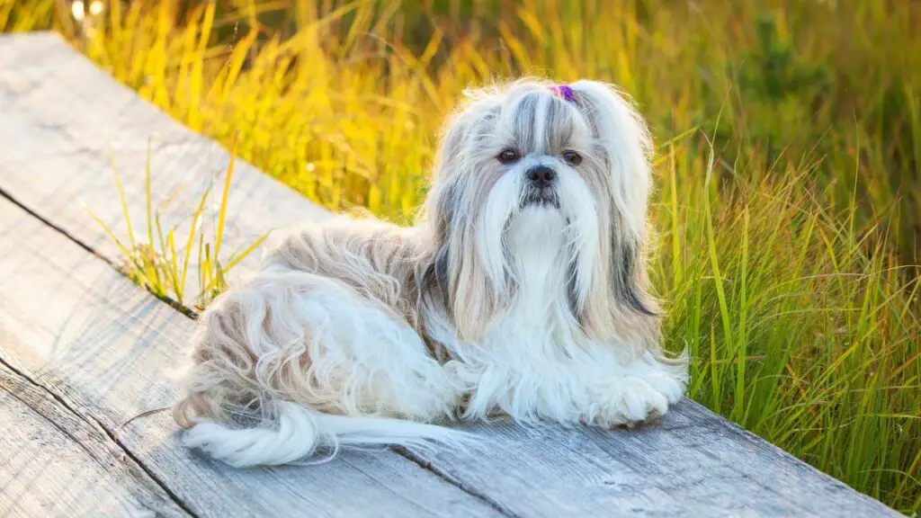 inconvénients du Shih Tzu 