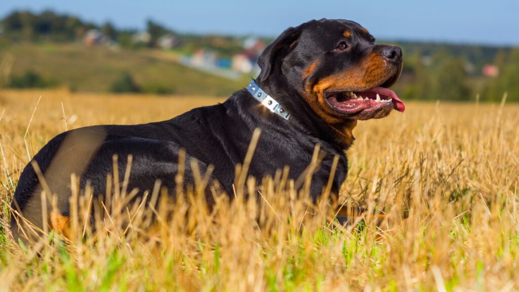 race de chien courage
