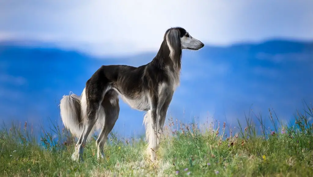 races de chiens du désert
