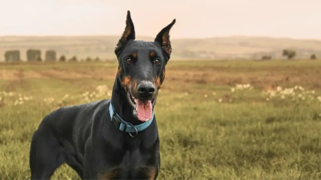 races de chiens du désert
