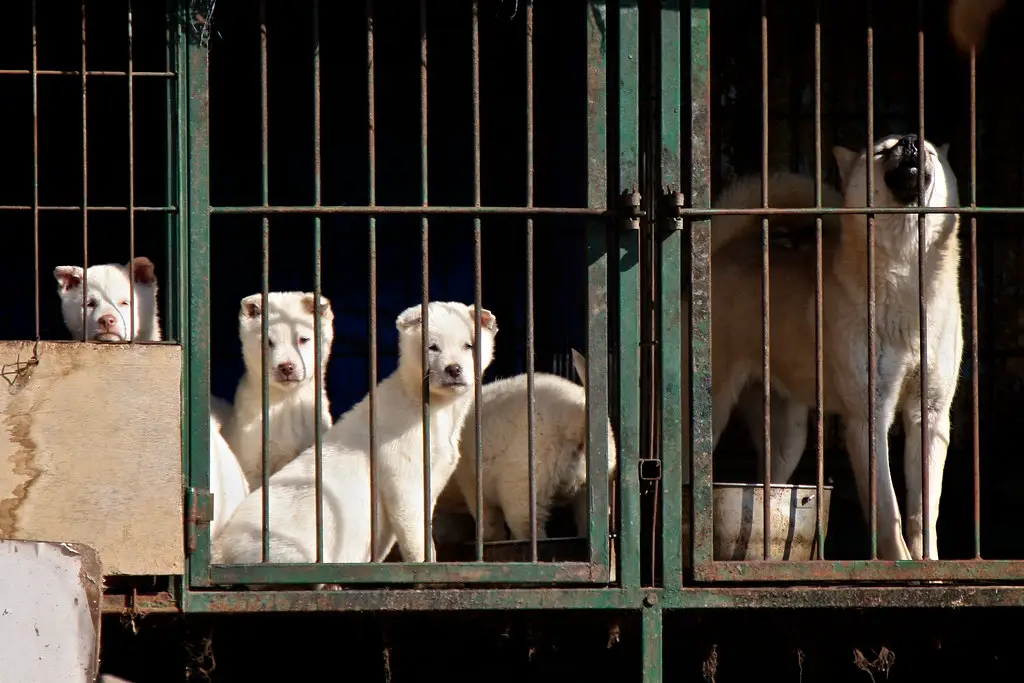 est-ce que les gens mangent réellement du chien
