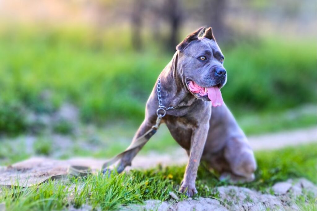 les rottweilers aboient-ils beaucoup
