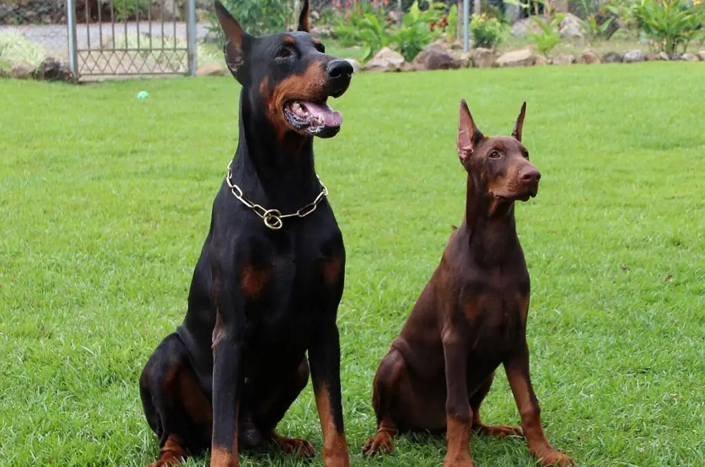 doberman espérance de vie mâle
