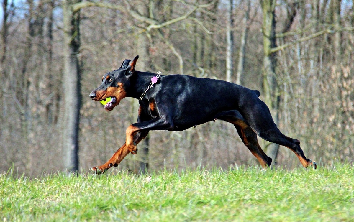 mélange doberman et cane corso
