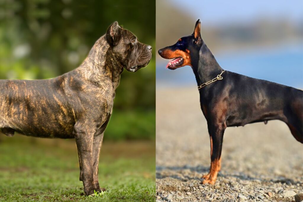 doberman contre canne corso
