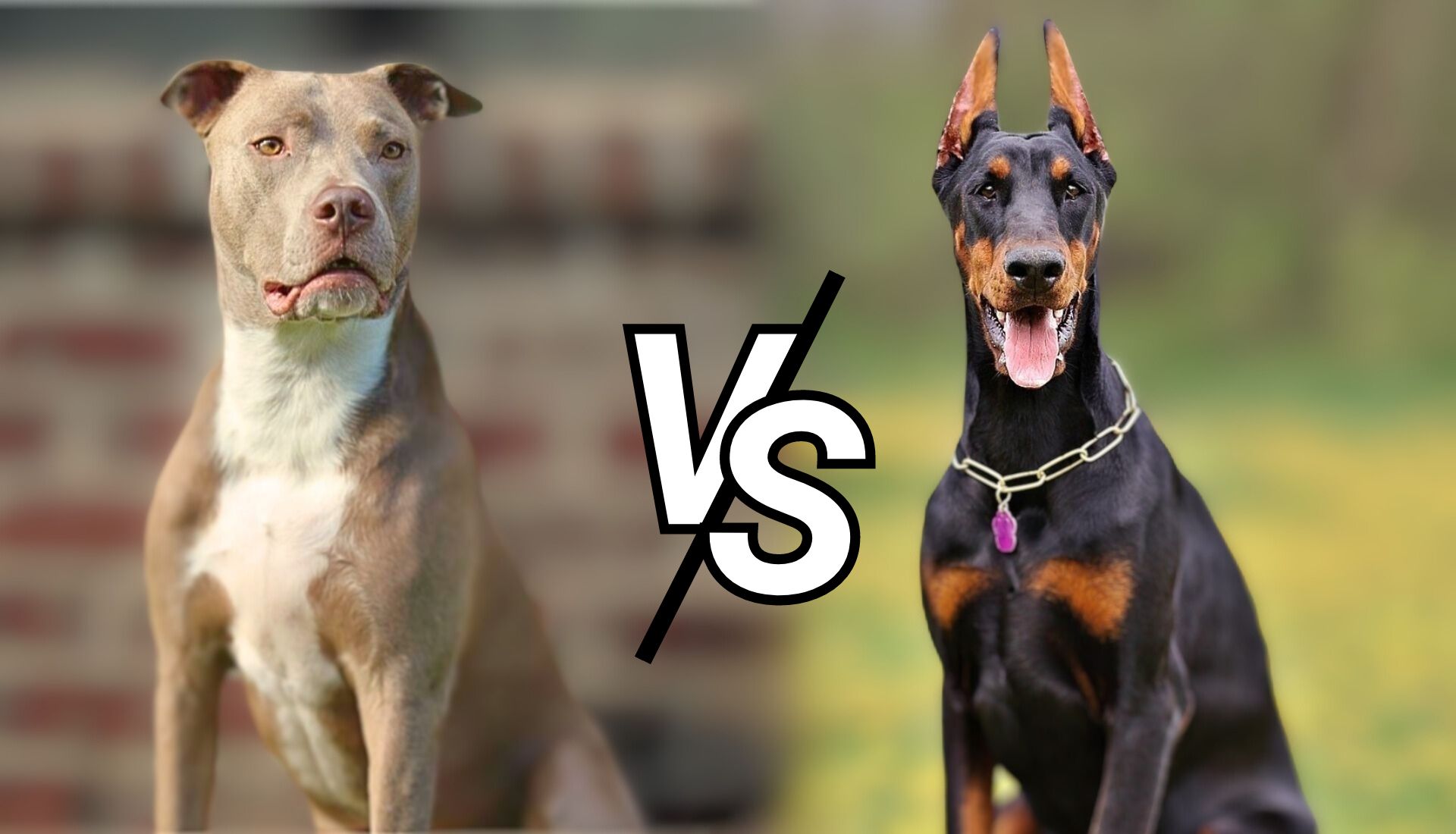 doberman vs pitbull 1