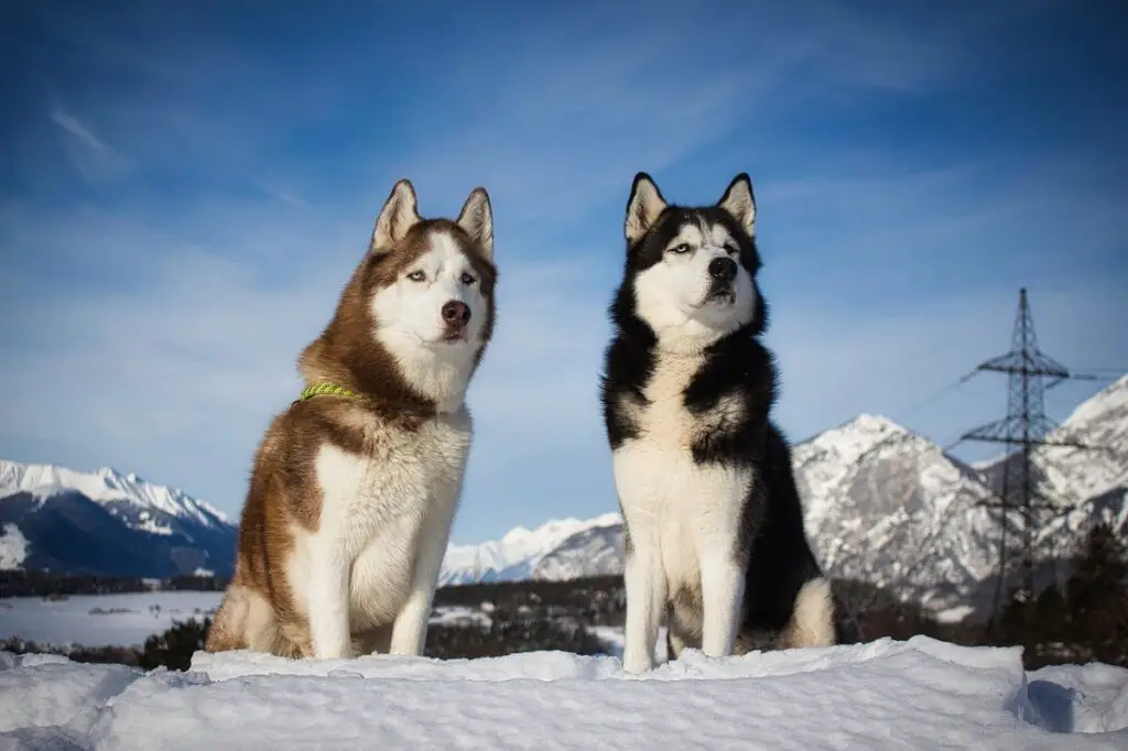 races de chiens qui peuvent dormir dehors
