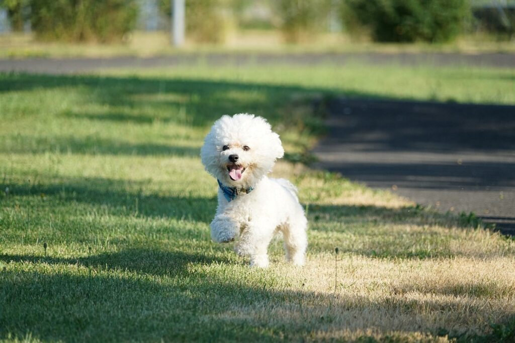 races de chiens qui s'entendent bien avec les chats
