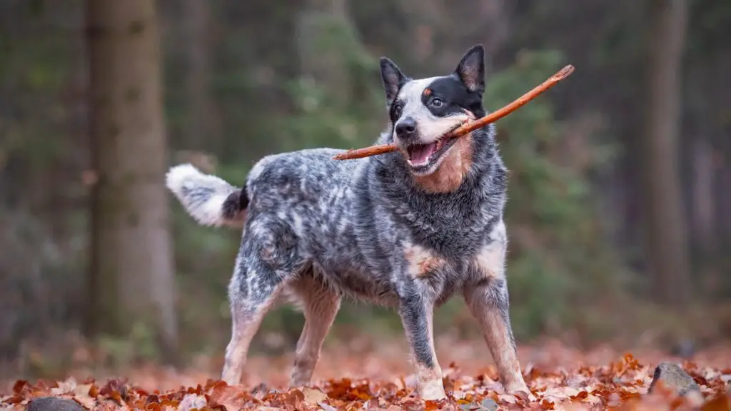 chien dans le désert
