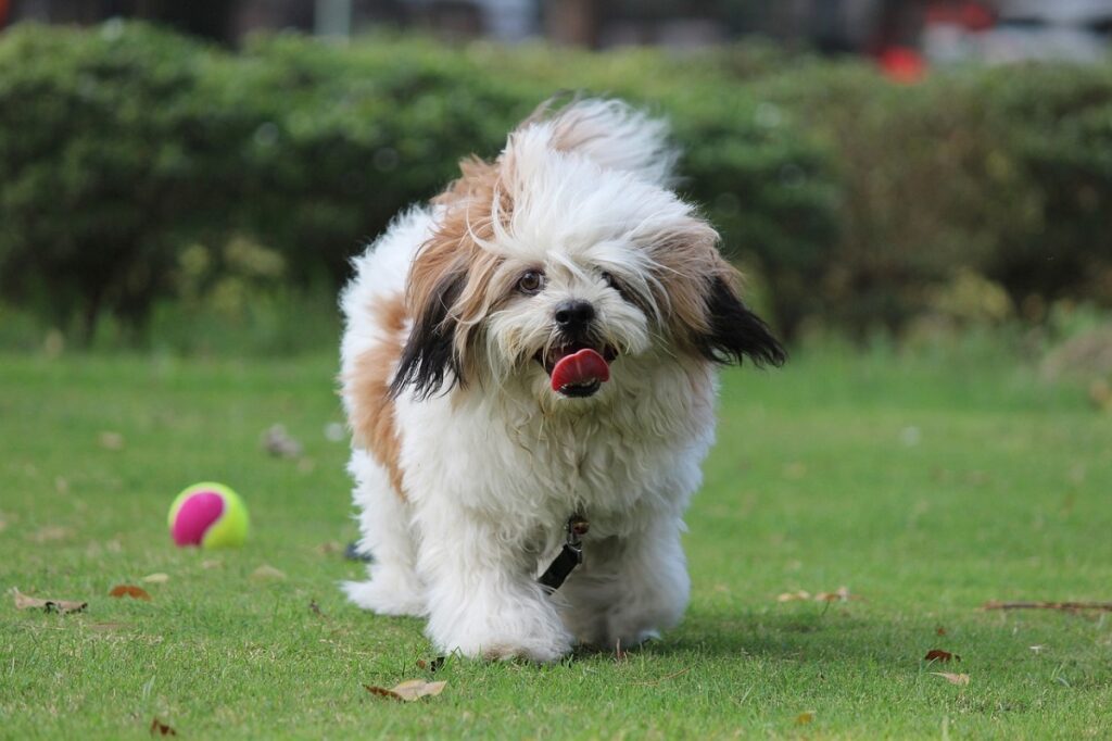 races de chiens les moins dressables
