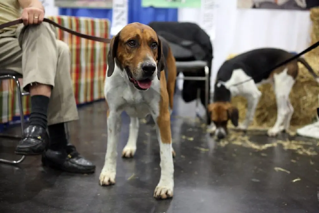 chien avec le meilleur odorat