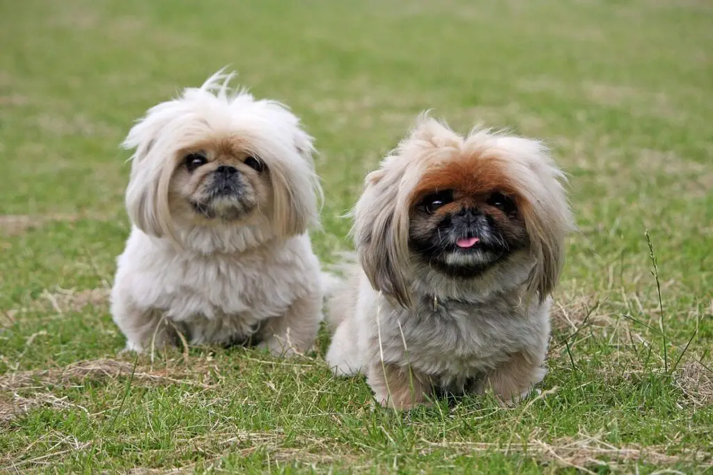 chien au visage écrasé
