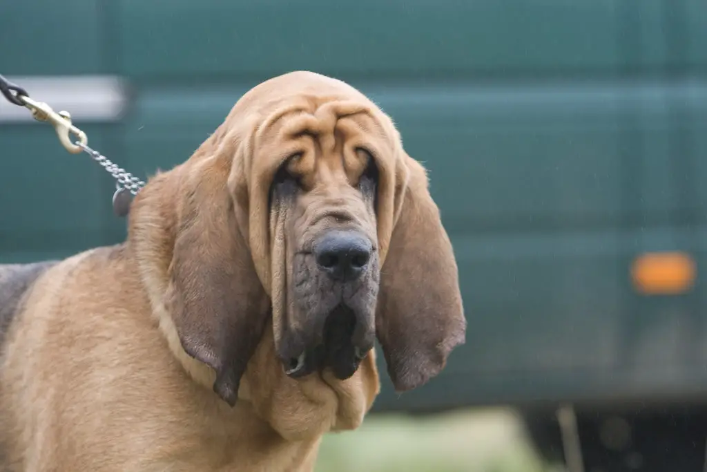 chien avec le meilleur odorat