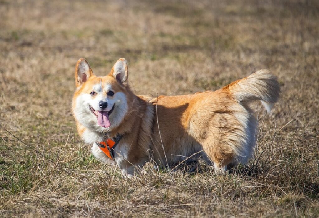 chiens nés avec une queue courte
