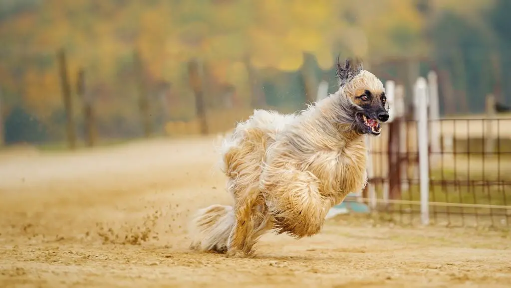 chiens dans le désert
