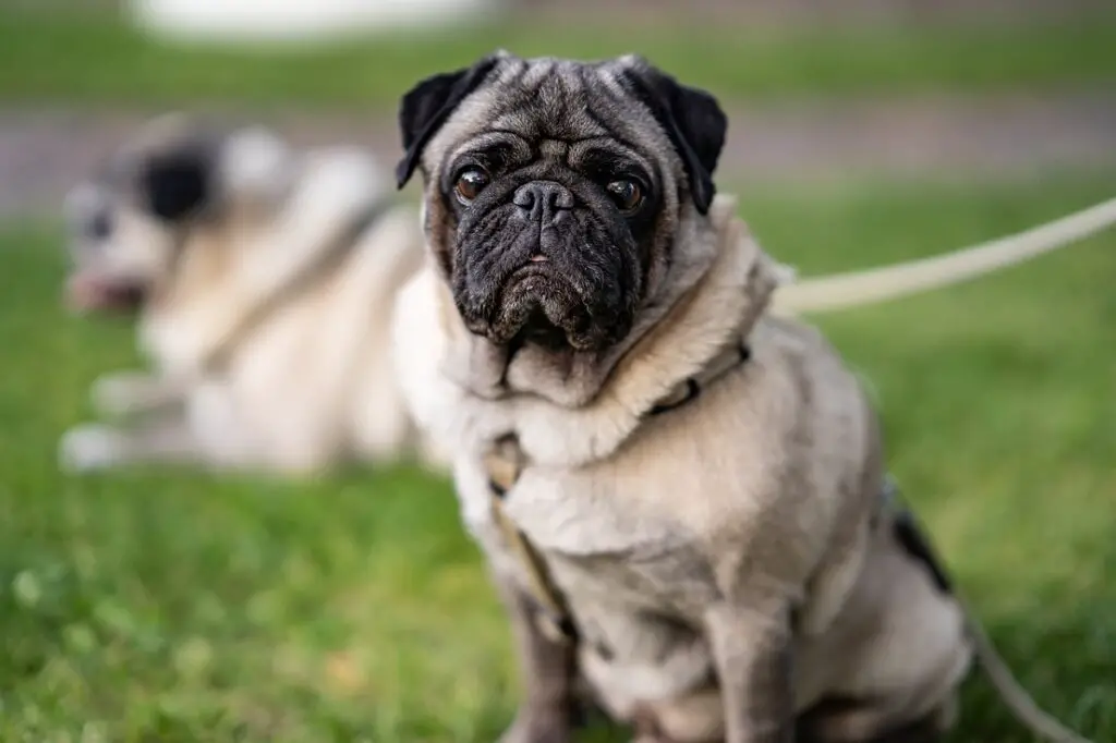 chiens semblables aux bouledogues français
