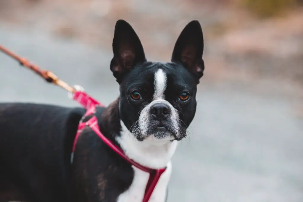 chiens semblables aux carlins
