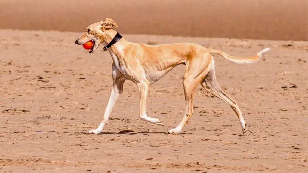 des chiens qui réussissent bien dans le désert
