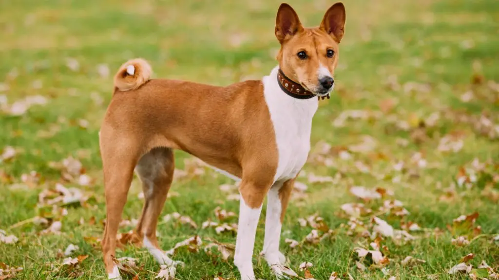 chiens qui vivent dans le désert
