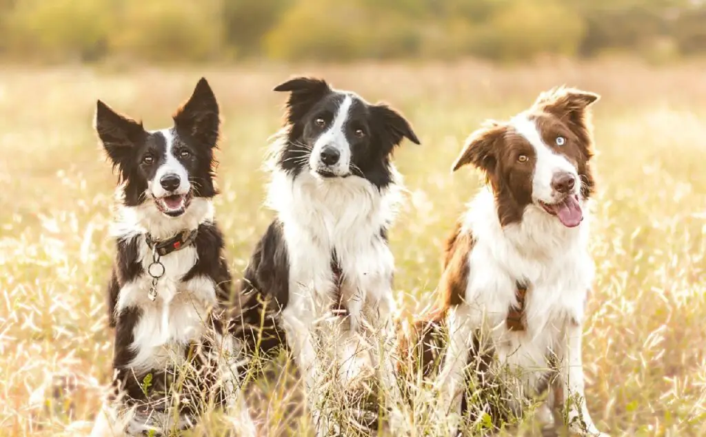 chiens qui ressemblent à des border collies
