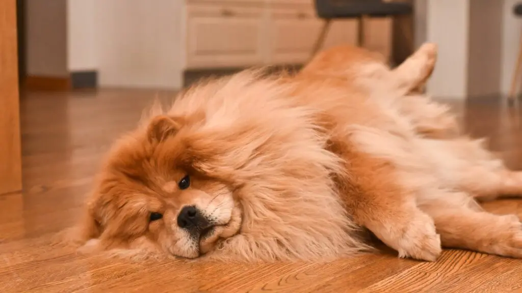 chiens qui dorment toute la journée