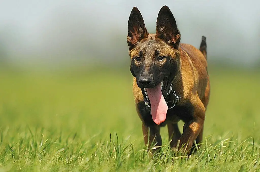 chiens avec le meilleur odorat