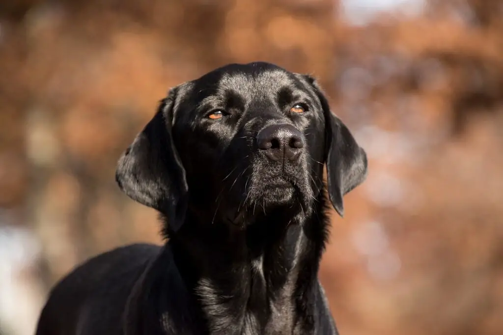 chiens avec un bon odorat