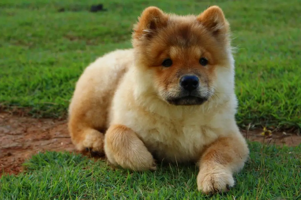 chiens aux visages lissés
