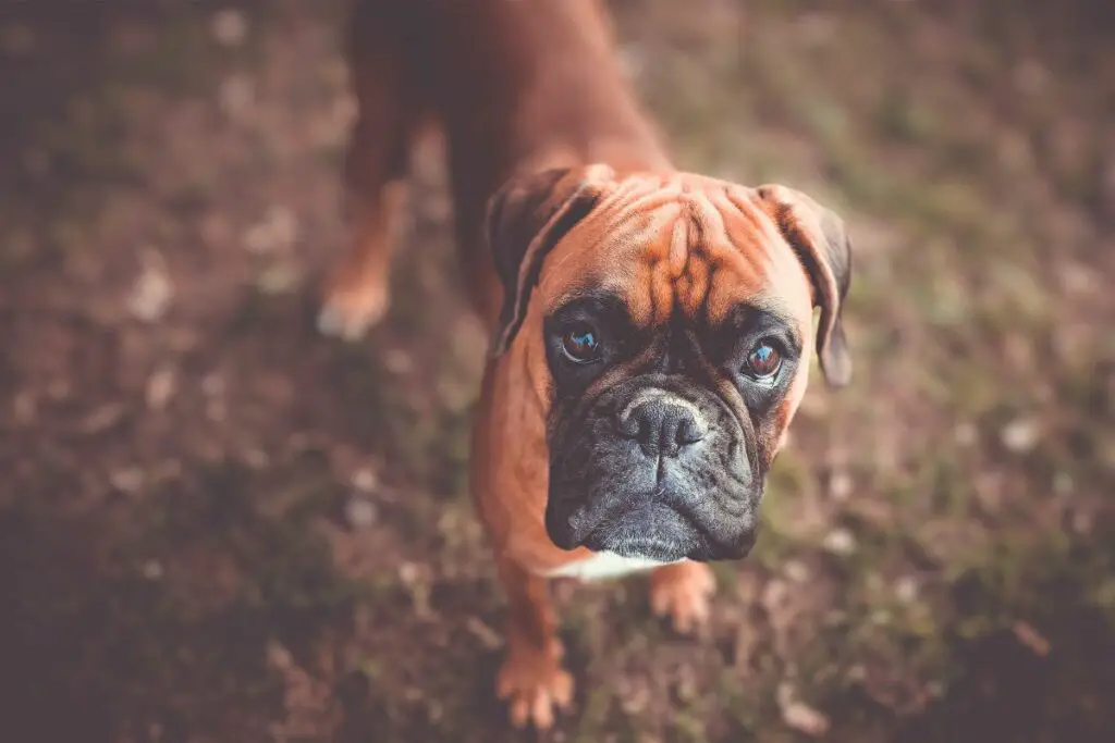 chiens au visage écrasé
