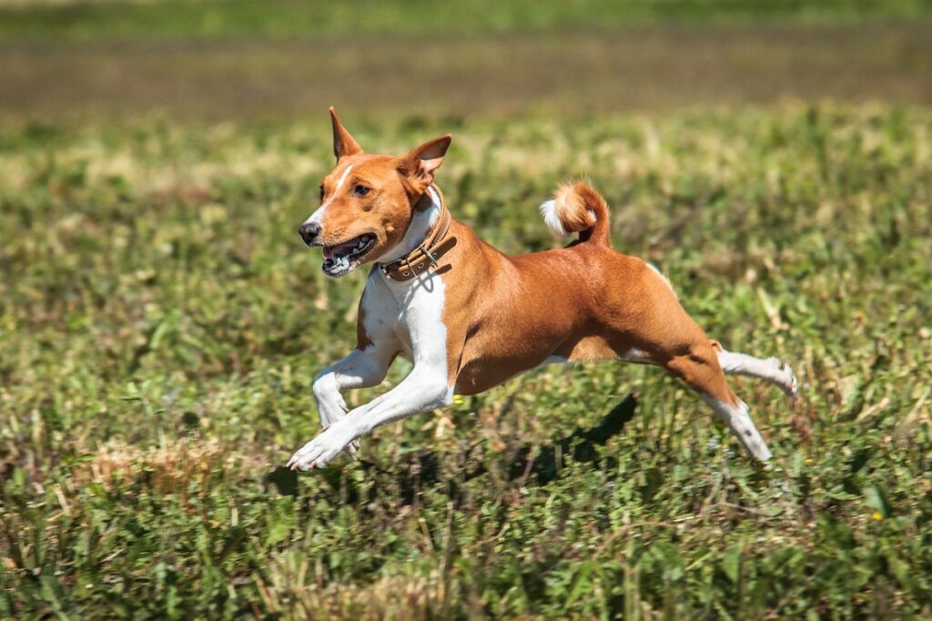 race de chien égyptien