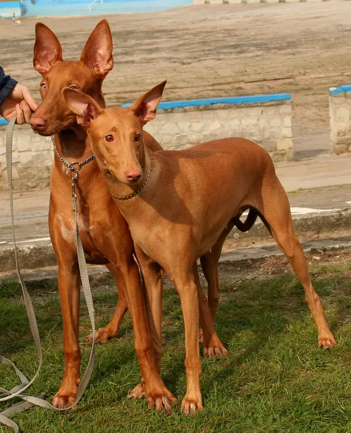 races de chiens égyptiens