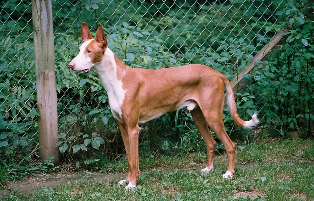 chiens égyptiens