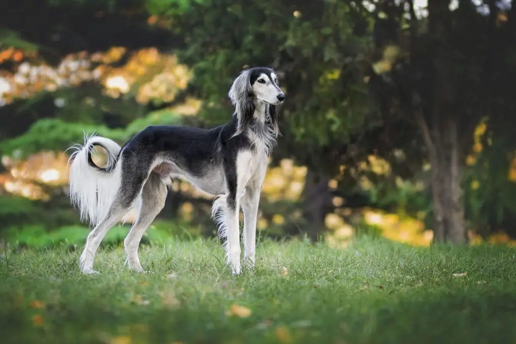 races de chiens égyptiens