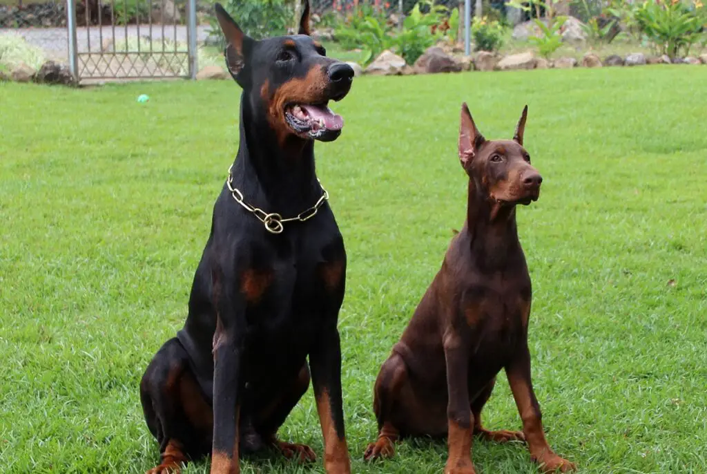 taille doberman européen
