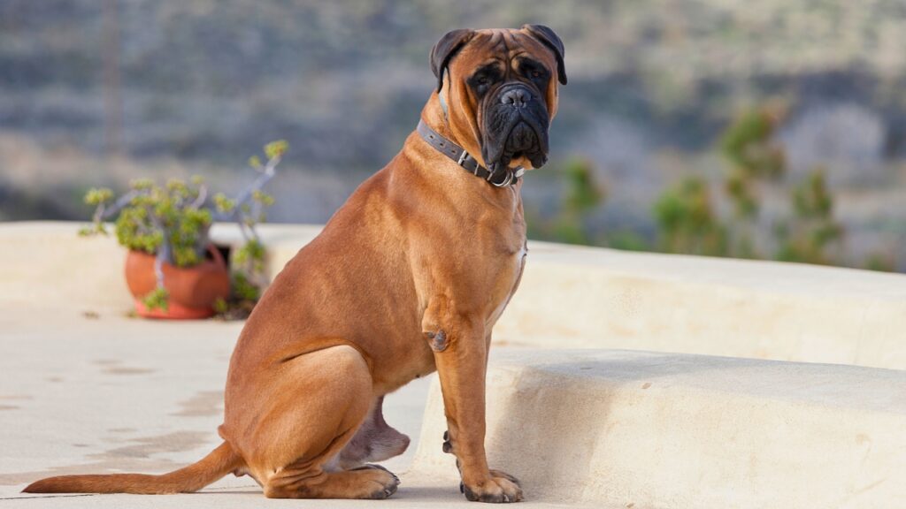 races de chiens intrépides
