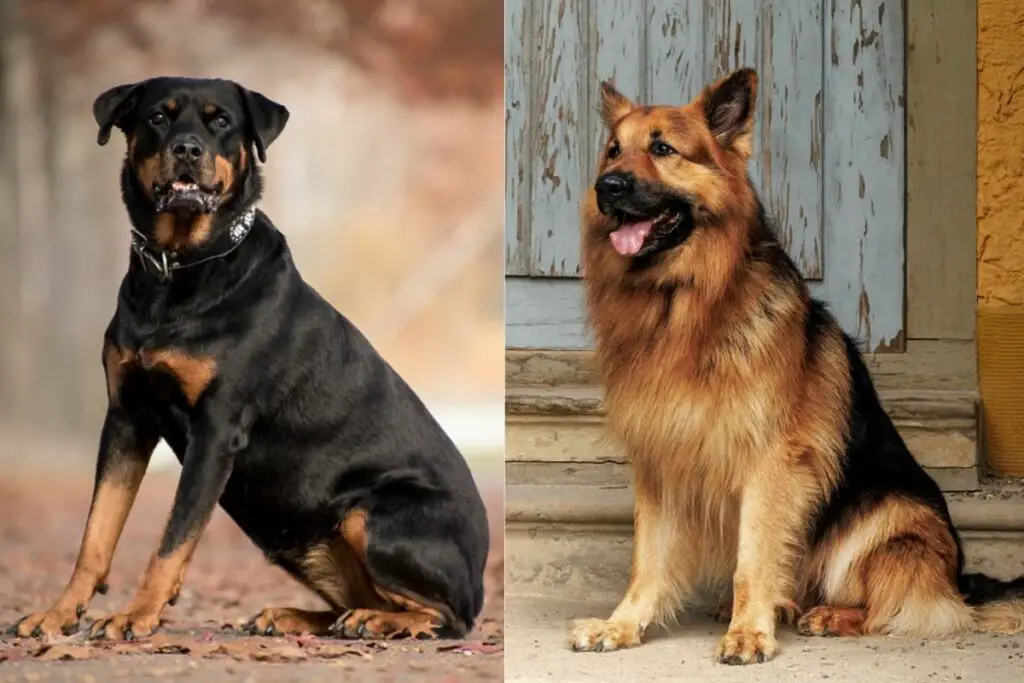 berger allemand contre rottweiler
