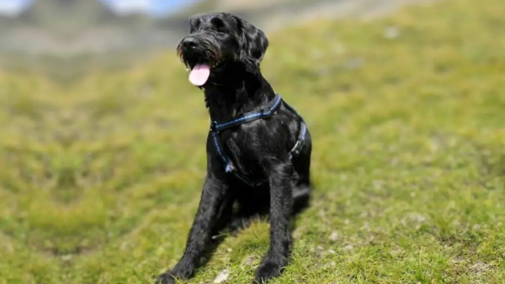 meilleurs chiens de garde pour femmes
